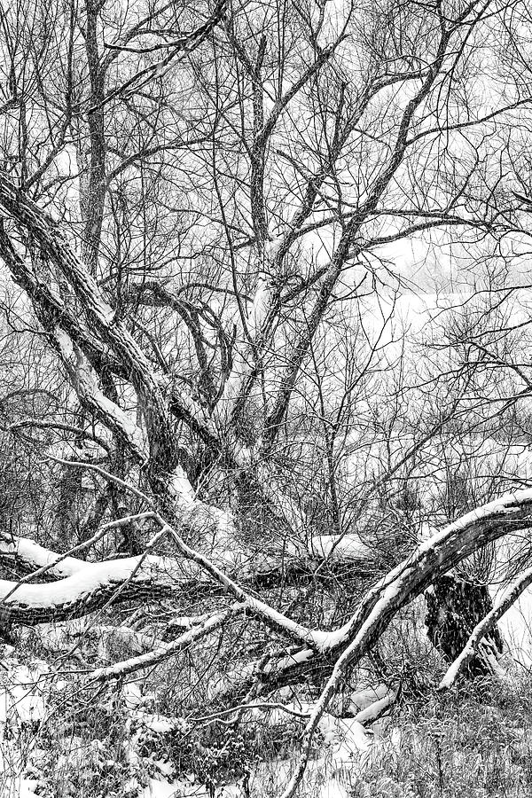 Winter Woods On A Stormy Day 3 bw Photograph by Steve Harrington