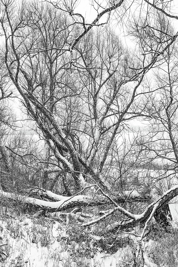 Winter Woods On A Stormy Day bw Photograph by Steve Harrington
