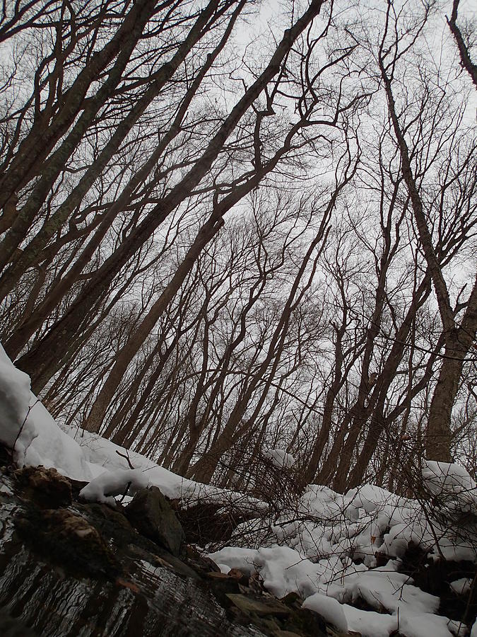 Winter Woods Photograph by Robert Nickologianis