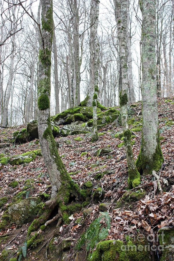 Winter Woods With Green Moss Photograph