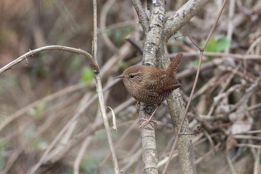 Winter Wren 3 Photograph by Ronnie Maum