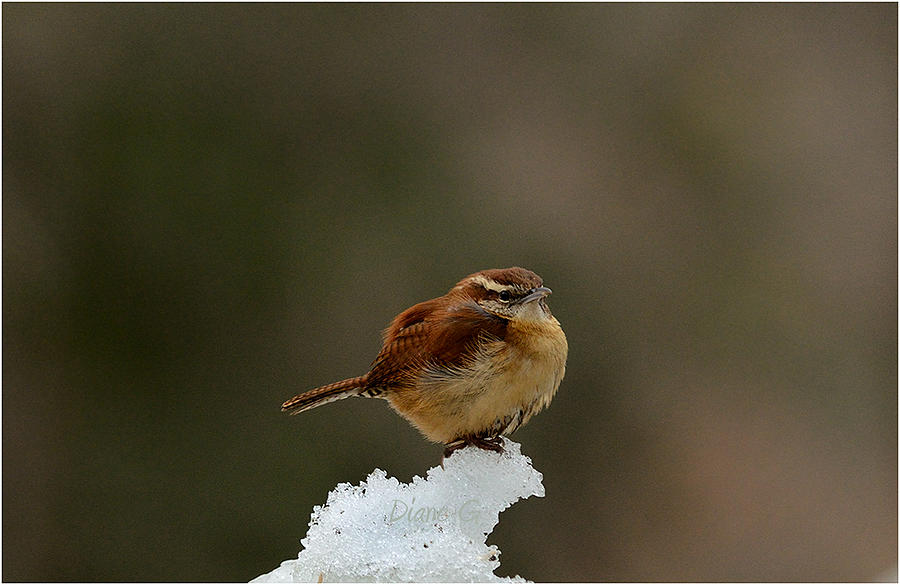 Winter Wren Photograph by Diane Giurco