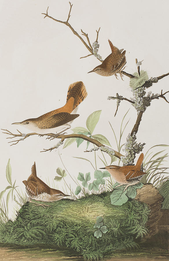 John James Audubon Painting - Winter Wren or Rock Wren by John James Audubon