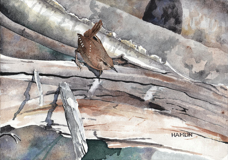 Winter Wren Painting by Steve Hamlin