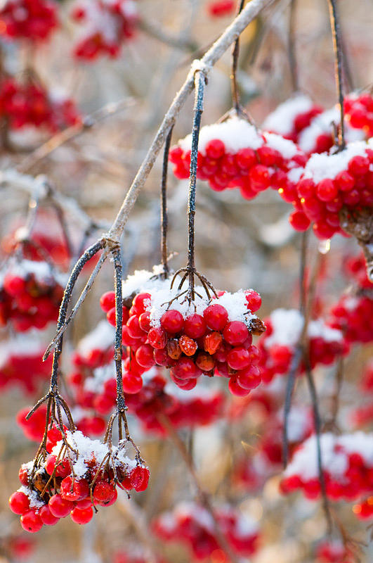 Nature Photograph - Winterberries by Elisabeth Czwikla