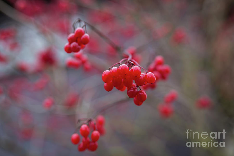 Winterberries Photograph by Eva Lechner