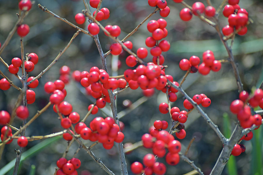 Winterberries Photograph by Sandy Taylor