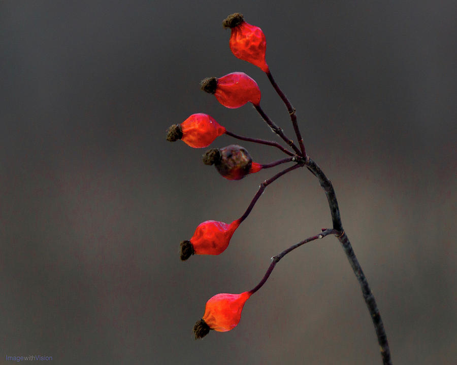 Winterberry Cowles Bog Photograph by Rich Ackerman