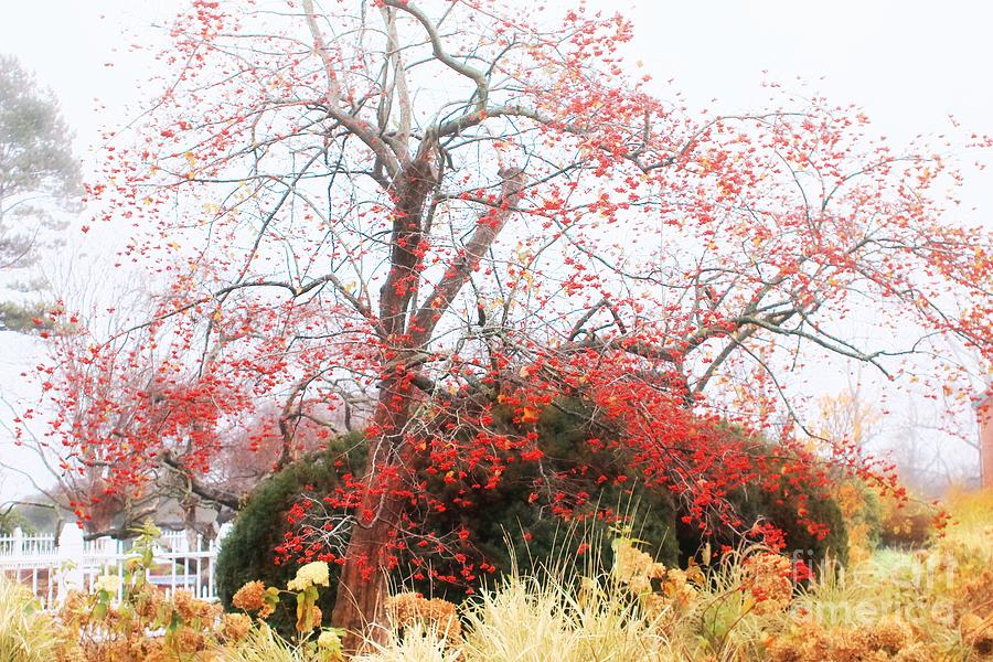 Winterberry Tree Photograph by Marcia Lee Jones