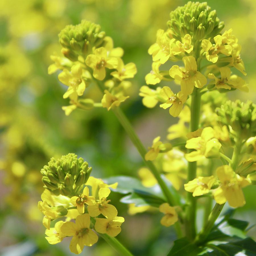 Wintercress Photograph by M E - Fine Art America