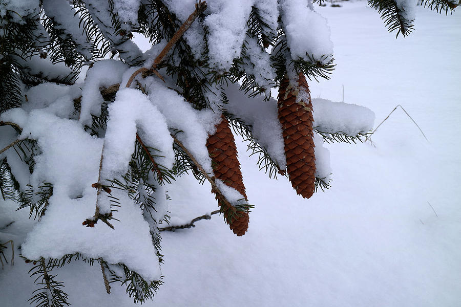 Wintergreen Photograph by Scott Kingery