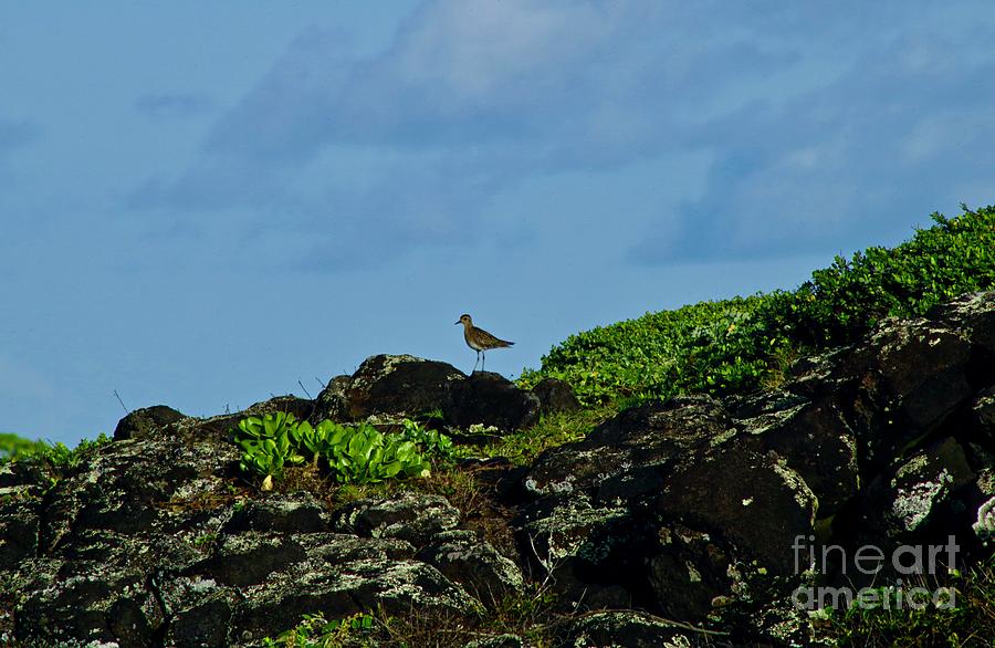 Wintering in Molokai Photograph by Craig Wood