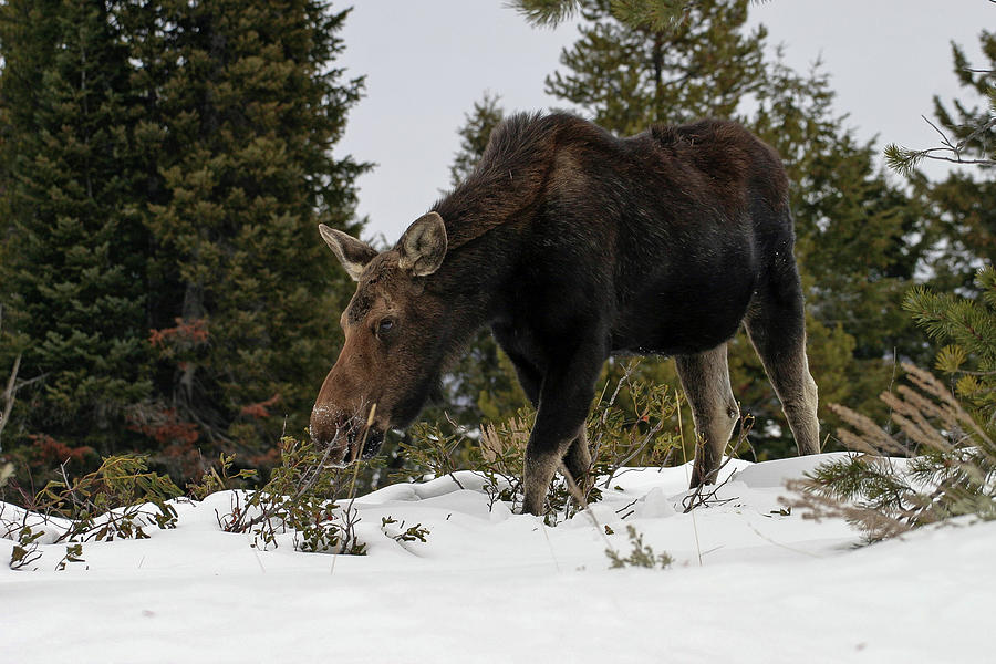 Wintering Moose Photograph by Ronnie And Frances Howard