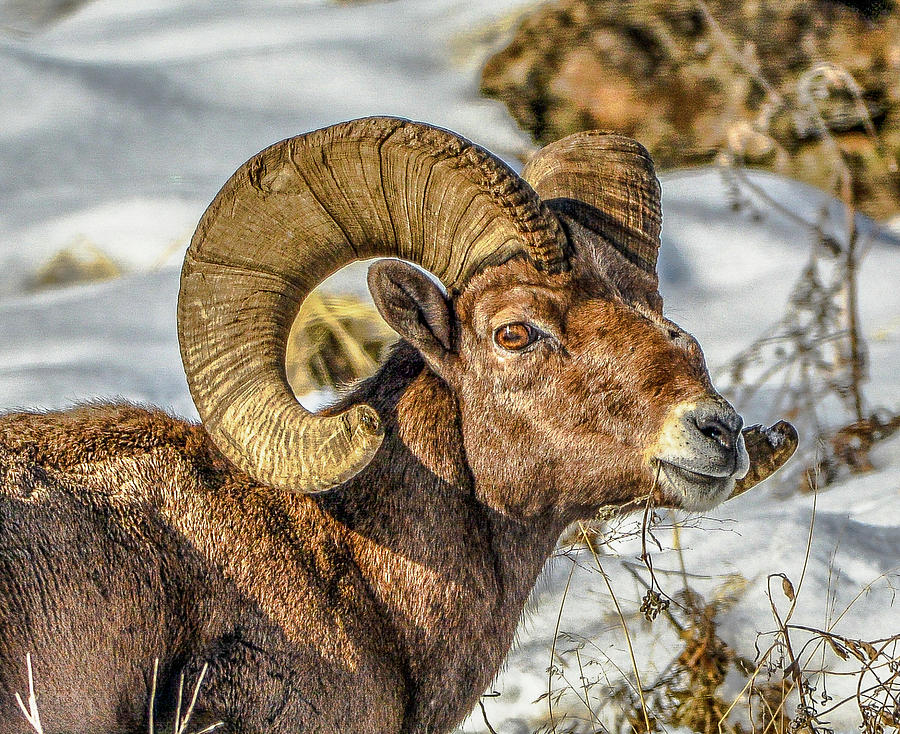 Wintering Ram 1 Photograph by Jason Brooks