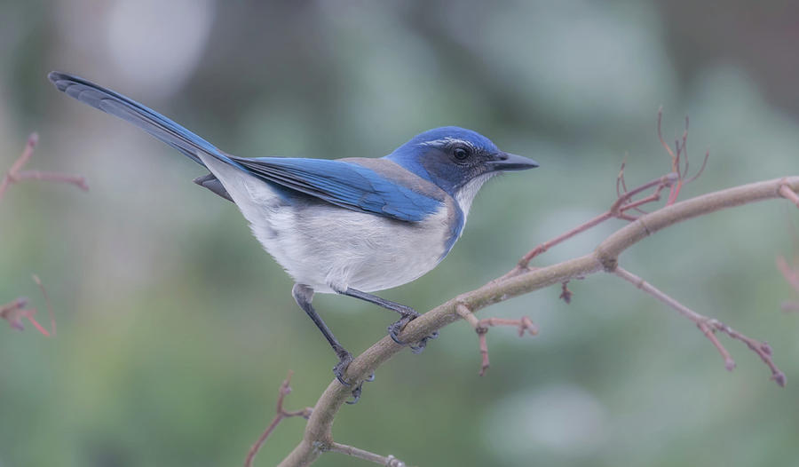 Wintering Scrub Jay Photograph by Angie Vogel