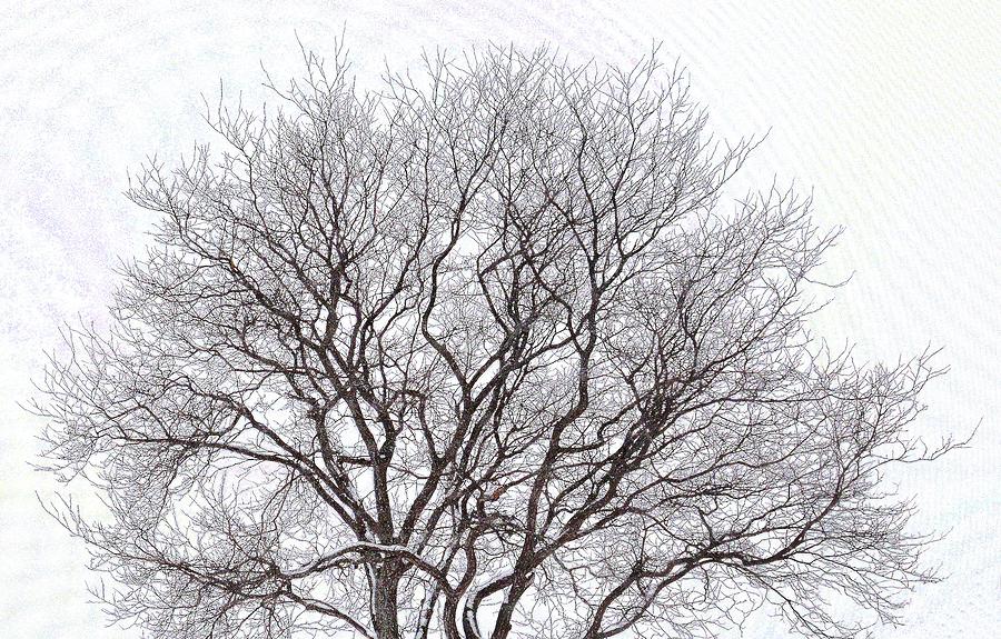 Wintering Tree  Digital Art by Lyle Crump