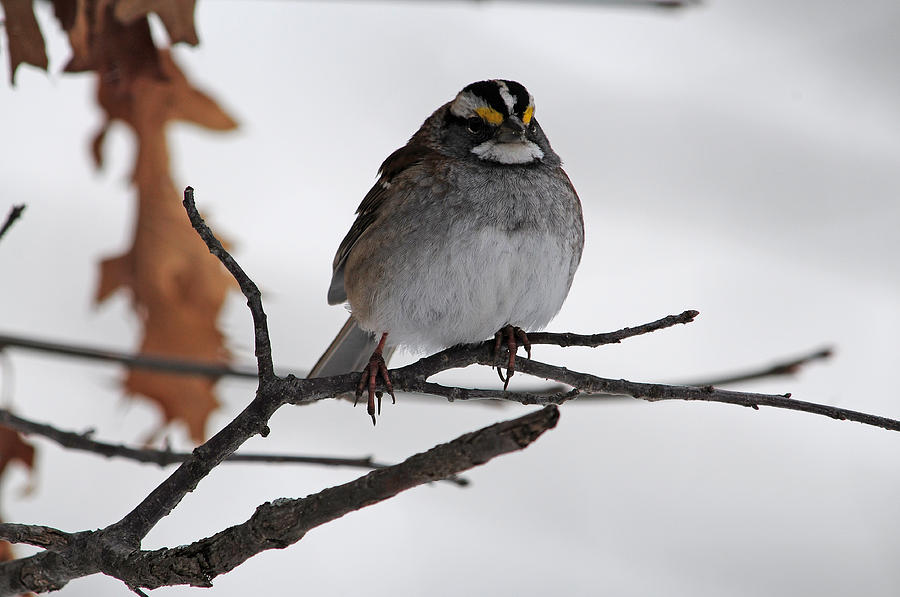 Wintering White Throated Sparrow Photograph by Mike Martin