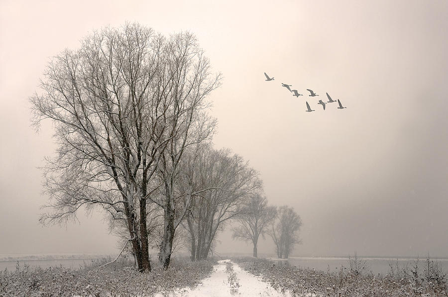 Winterlight Photograph by Lou Urlings