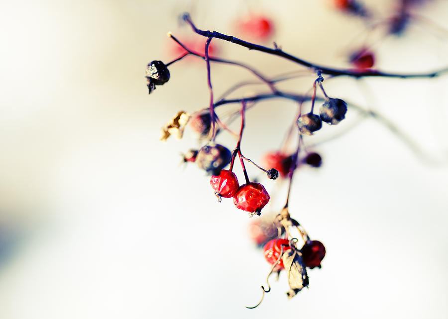 Winters Berries Photograph by Todd Klassy