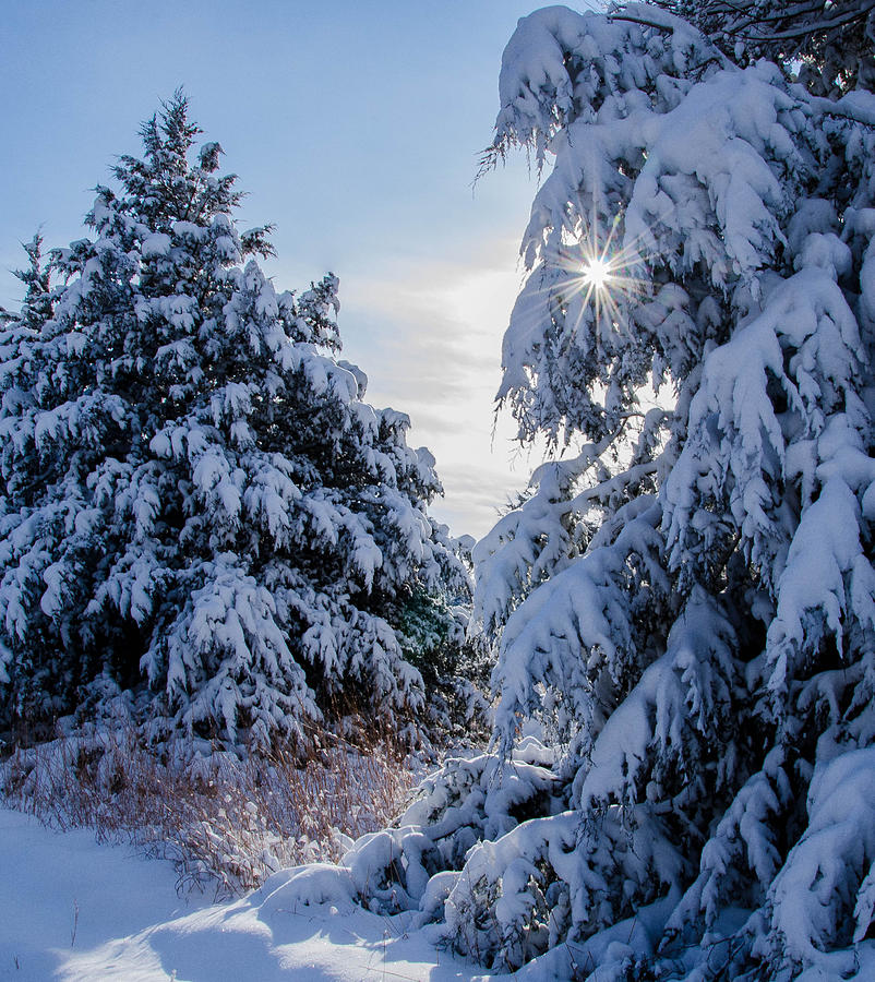 Winters Bright Spot Photograph by Steve Marler