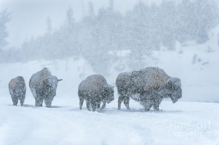 Yellowstone National Park Photograph - Winters Burden by Sandra Bronstein