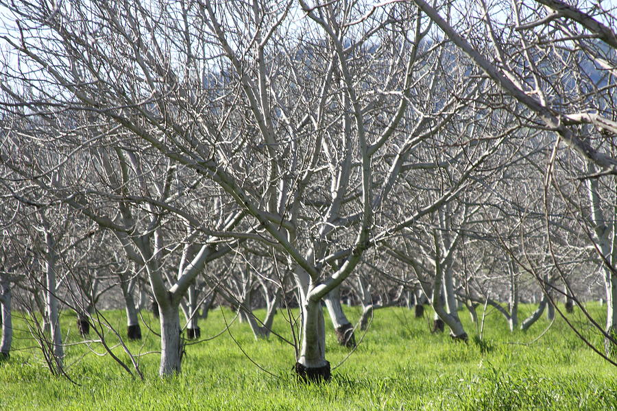 Winters California Nut Trees Photograph by John Hines