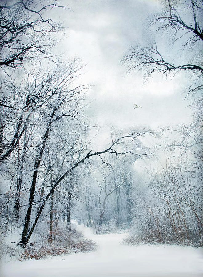 Winters Cloak Photograph by Jessica Jenney
