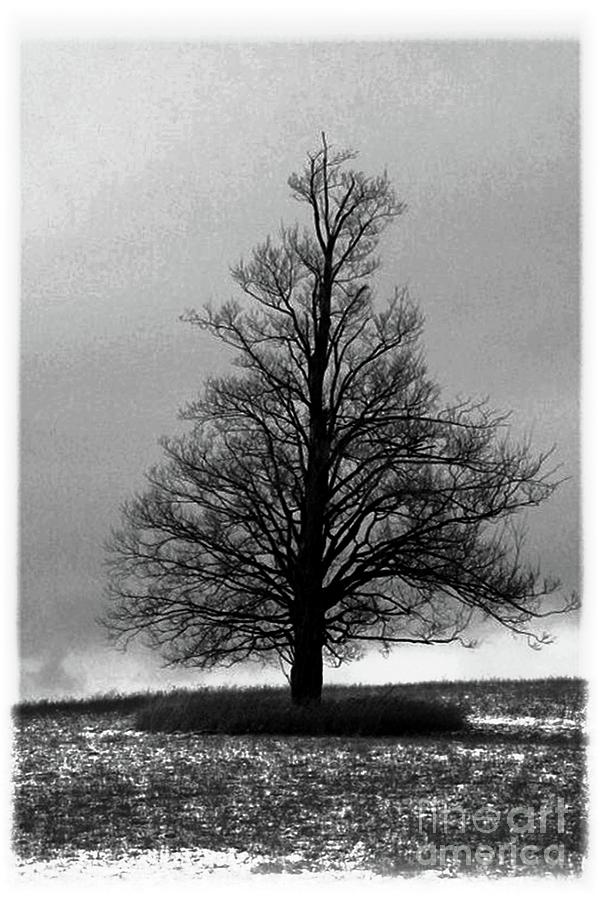 Winters Coming Photograph by Margaret Hamilton