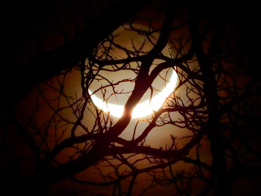 Winters Crescent Moon Setting Photograph by Virginia White