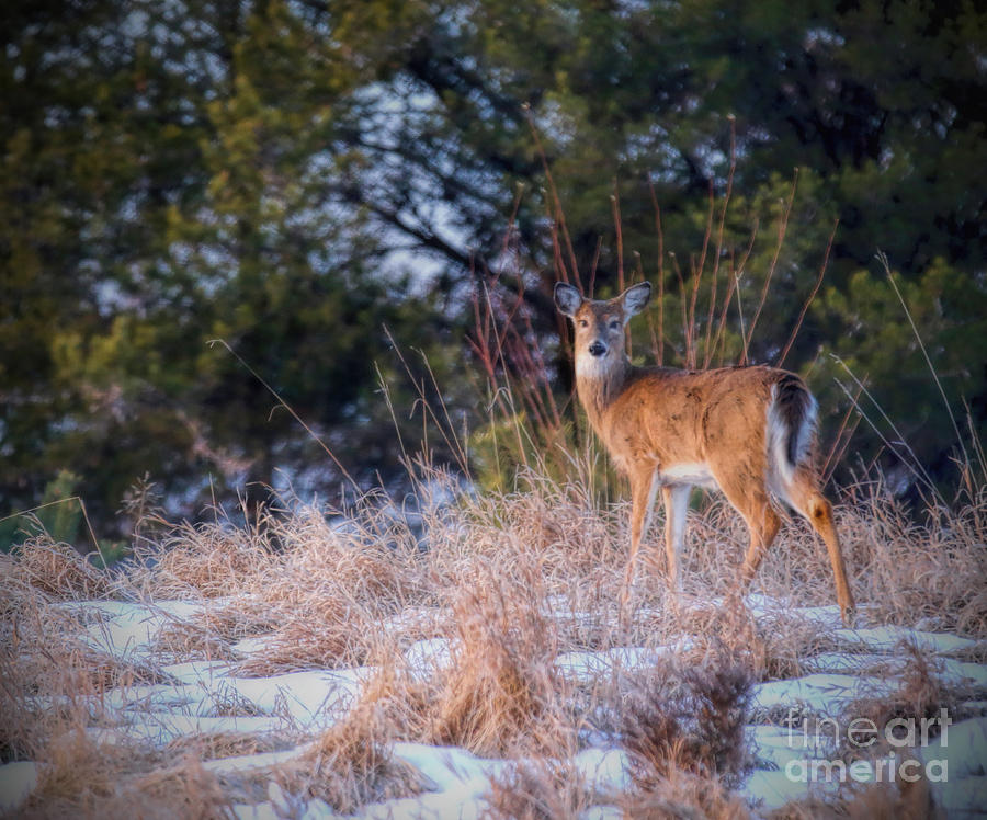 Winters Deer Photograph by Elizabeth Winter