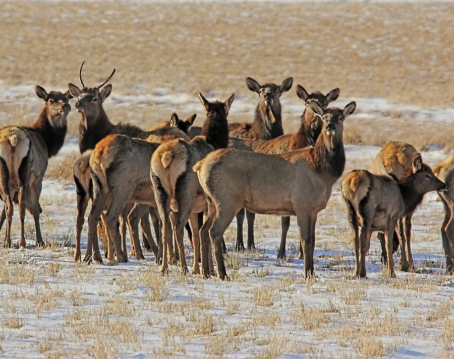 Winters Elk Herd Montana Photograph by Jennie Marie Schell