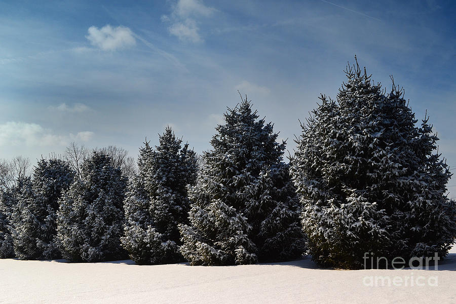 Winters Five Evergreen Trees Photograph by Amy Lucid