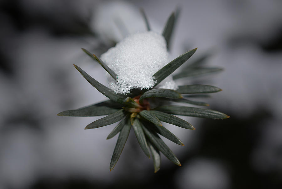 Winter Photograph - Winters Grip - Edit by Richard Andrews