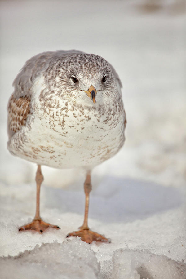 Winters Gull Photograph