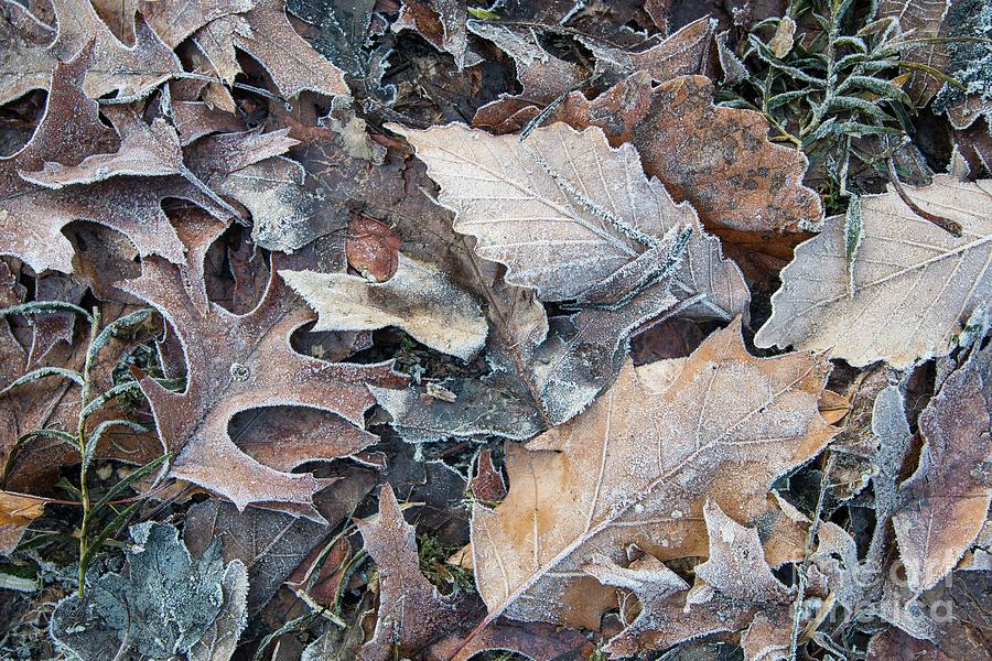 Winters Kiss - Frost on Fallen Leaves Photograph by JG Coleman