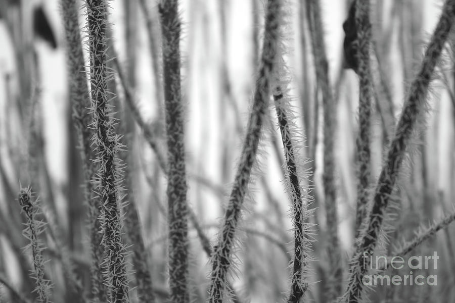 Winters Lace in Black and White Photograph by Carol Groenen