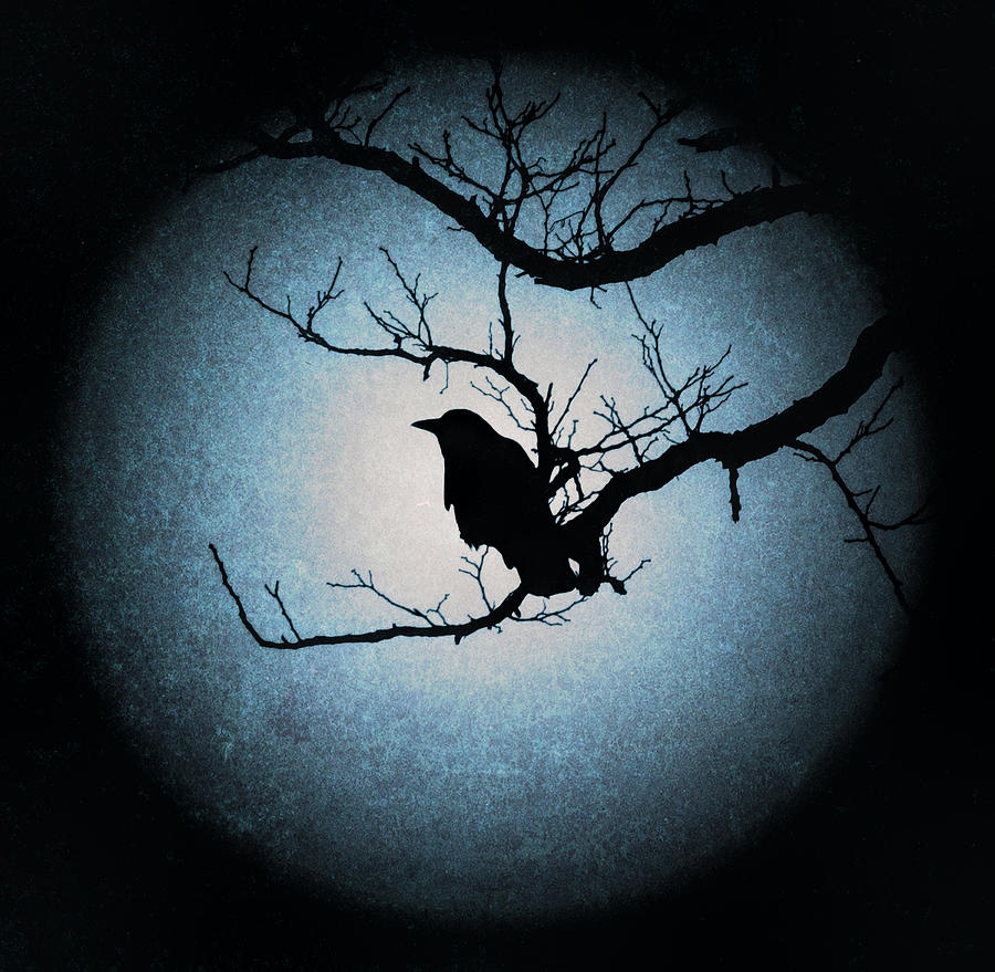 Winters Light Black Crow Silhouette  Photograph by Terry DeLuco