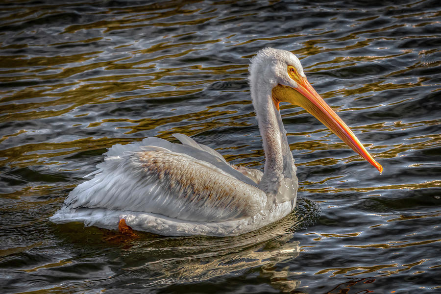 Winters Pelican Photograph by Ray Congrove