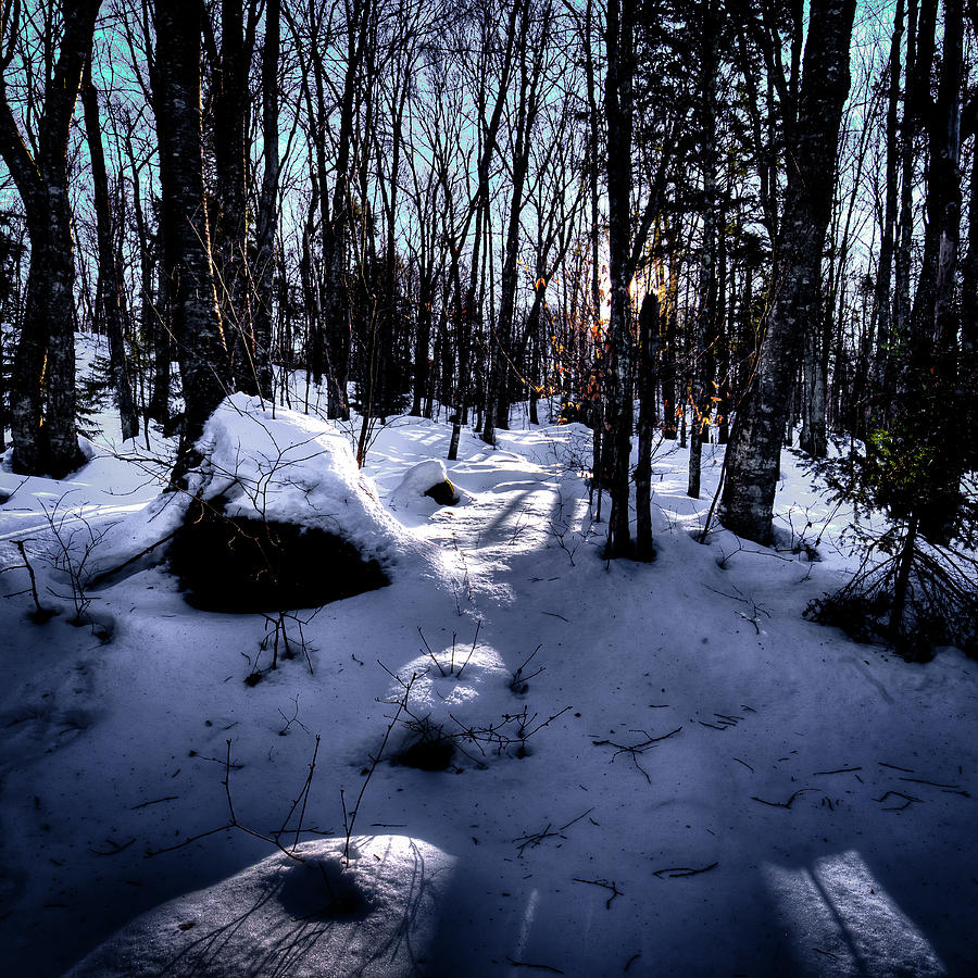 Winters Shadows Photograph by David Patterson