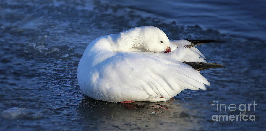 Winters Snow goose Photograph by Elizabeth Winter