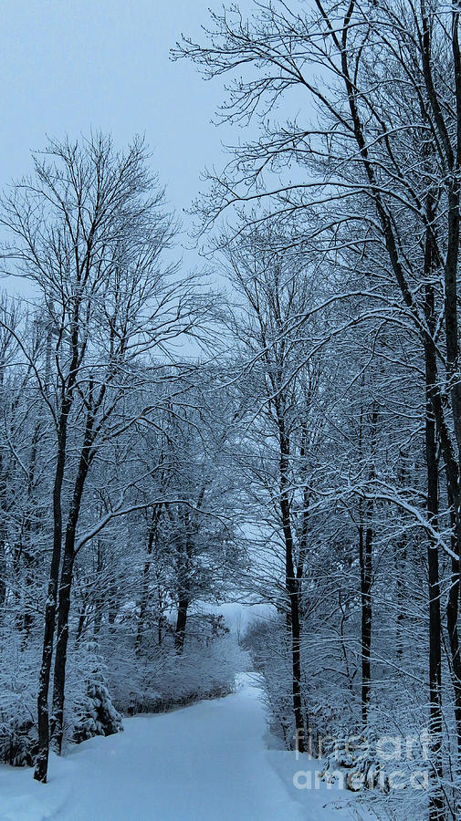Winters Snowy Drive Photograph