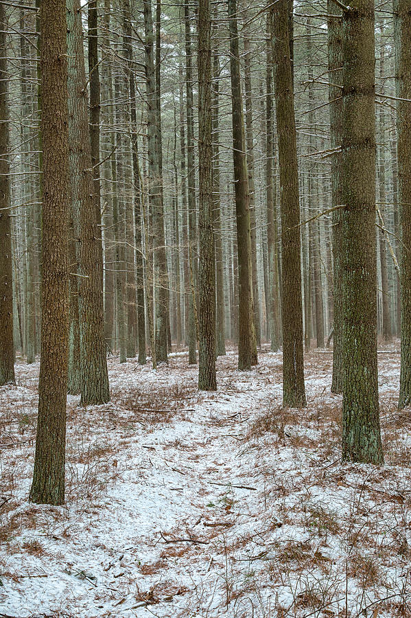 Winters Trail Photograph by Denise Bush