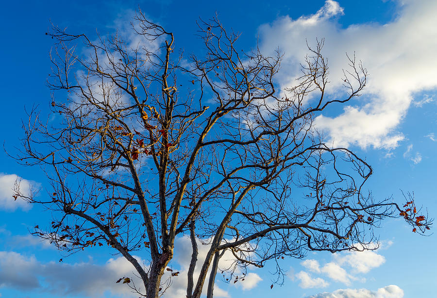 Winters Tree Photograph by Derek Dean