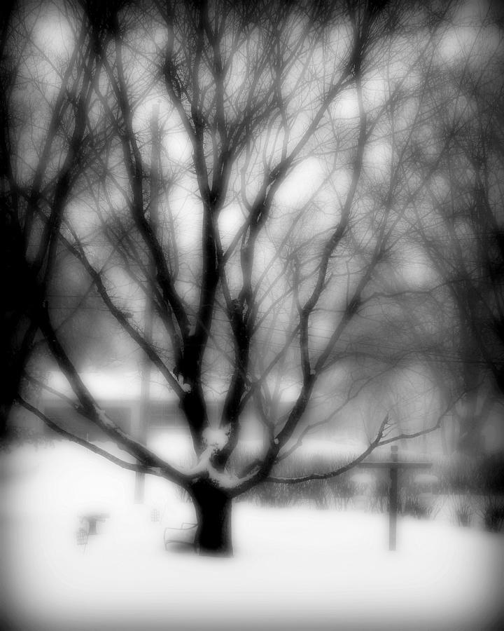 Winters Tree Photograph by Perry Webster