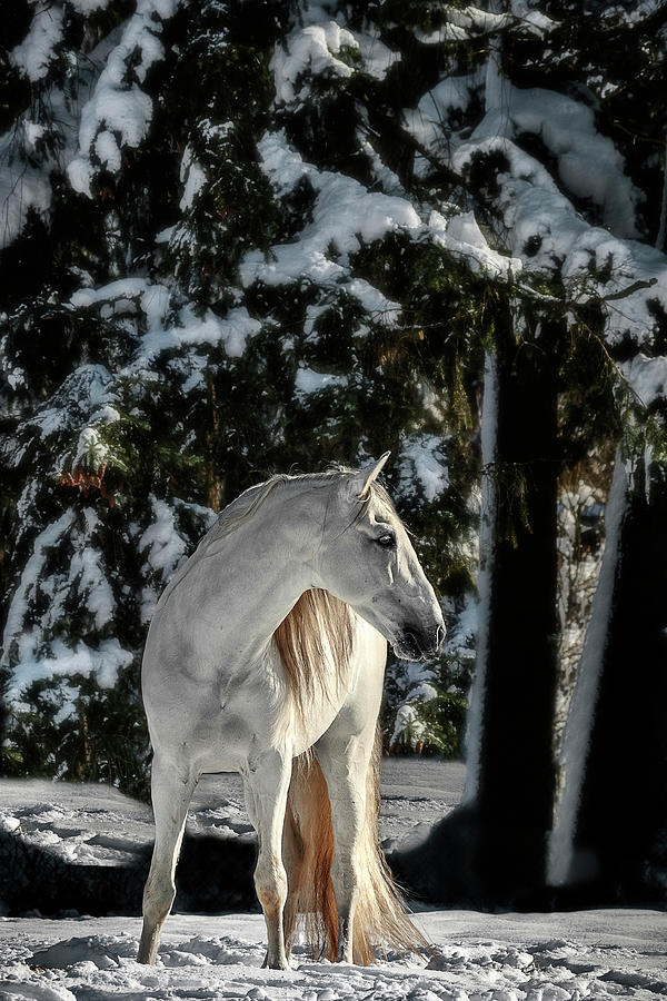 Winters White Stallion Photograph by Wes and Dotty Weber