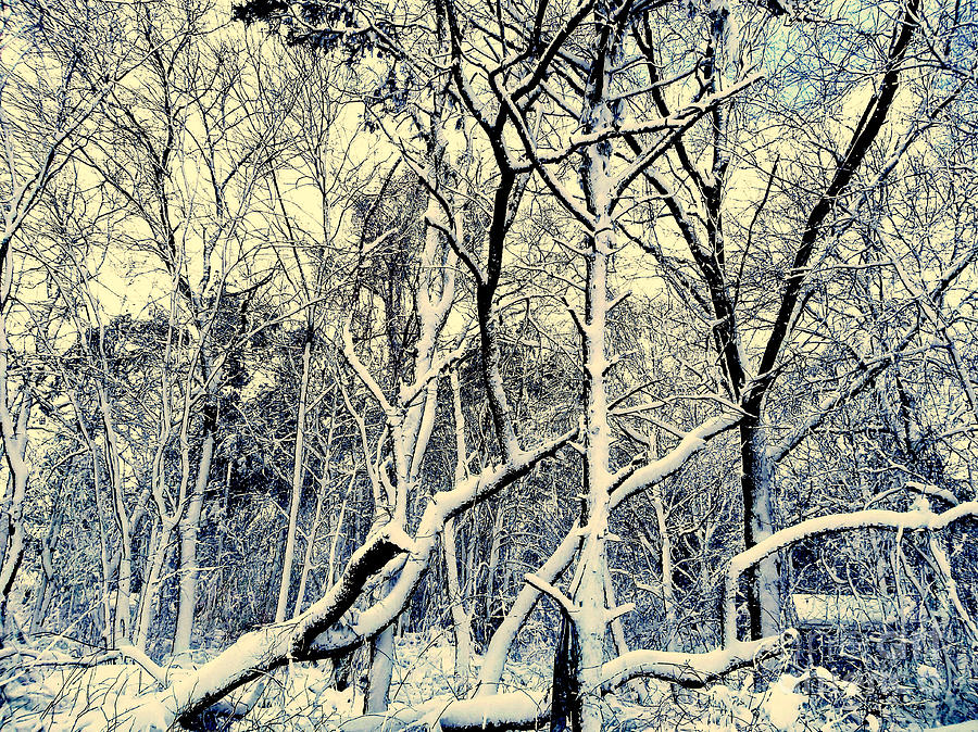Still Life Photograph - New England Winter by Rick Maxwell
