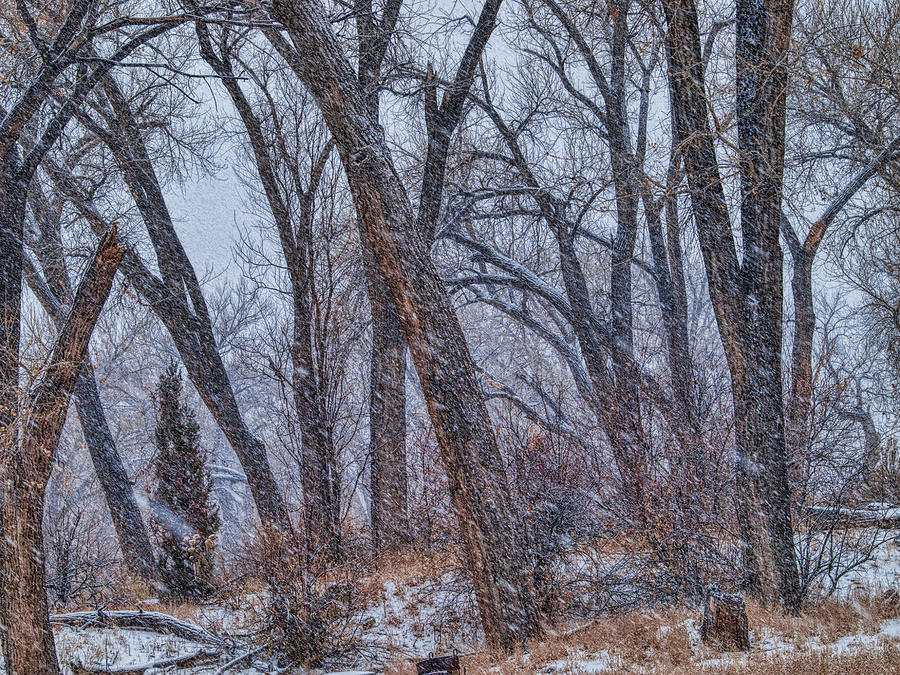 Winters Woods Photograph