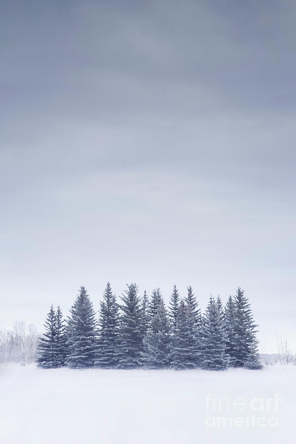 Winter Photograph - Winterscape by Evelina Kremsdorf