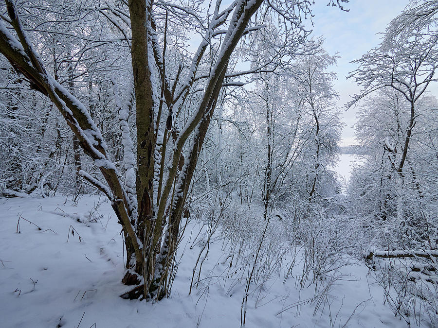 Winterscene 1 Photograph by Jouko Lehto
