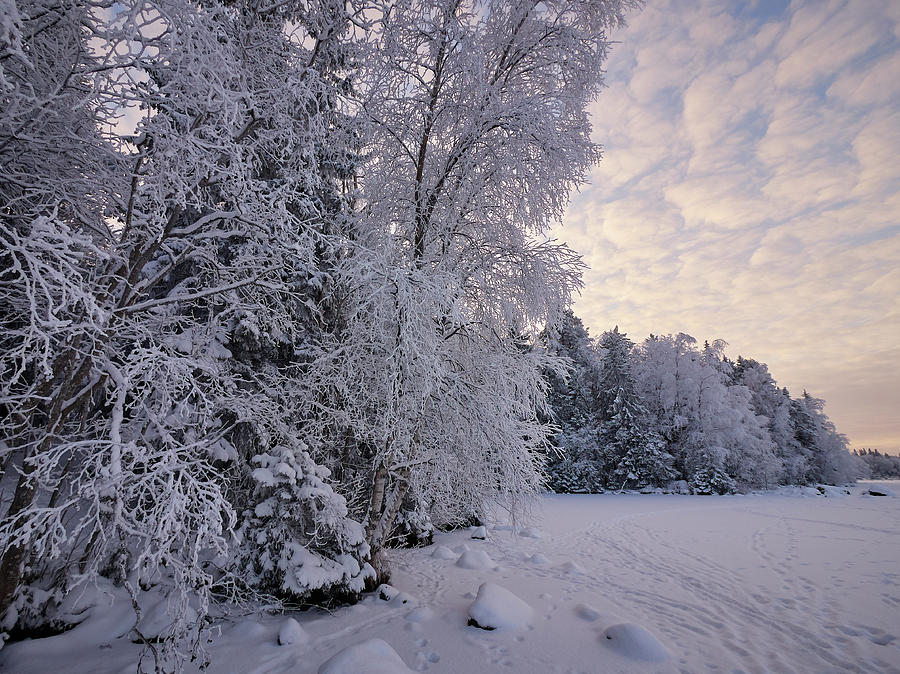 Winterscene 8 Photograph by Jouko Lehto